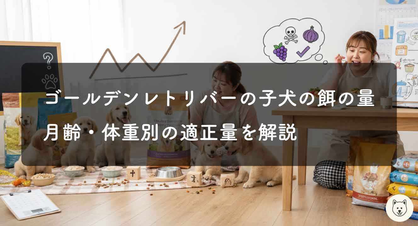 ゴールデンレトリバーの子犬の餌の量｜月齢・体重別の適正量