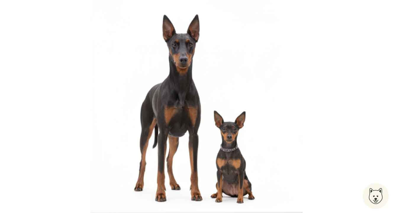 ジャーマンピンシャーとミニチュアピンシャーの違い【基本編】