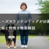 【誤解】バーニーズマウンテンドッグが凶暴は嘘！性格と特徴