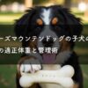バーニーズ子犬の餌の量｜月齢別の適正体重と管理術