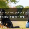 バーニーズマウンテンドッグが散歩を嫌いな理由と対策