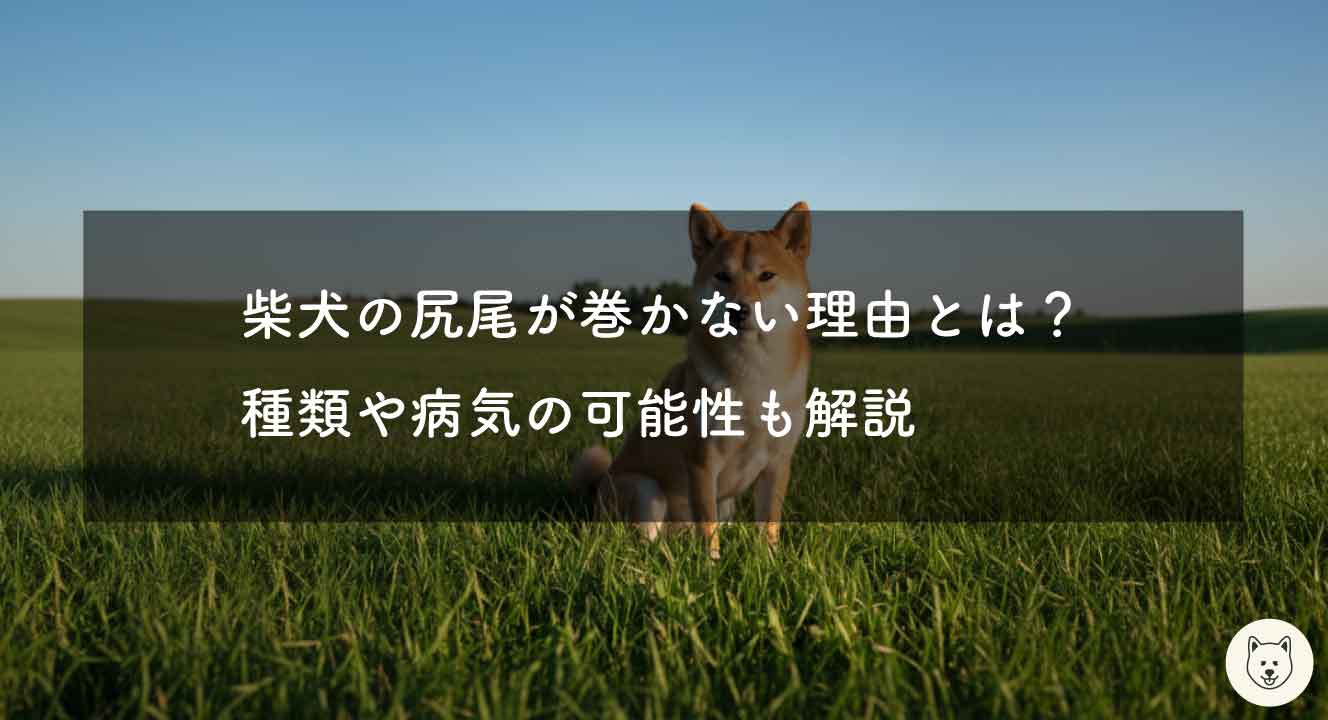柴犬の尻尾が巻かない理由とは？種類や病気の可能性も解説