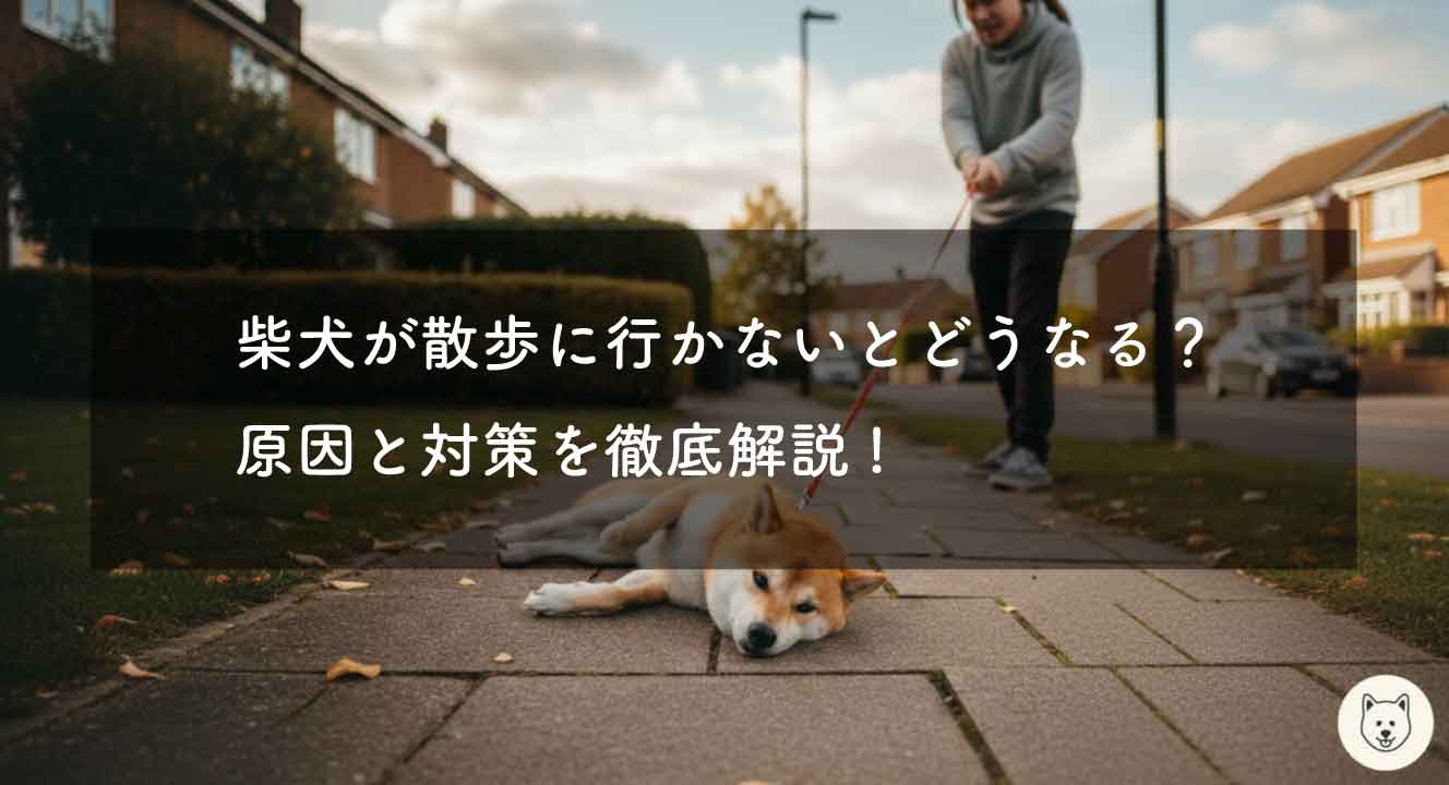 柴犬が散歩に行かないとどうなる？原因と対策を徹底解説