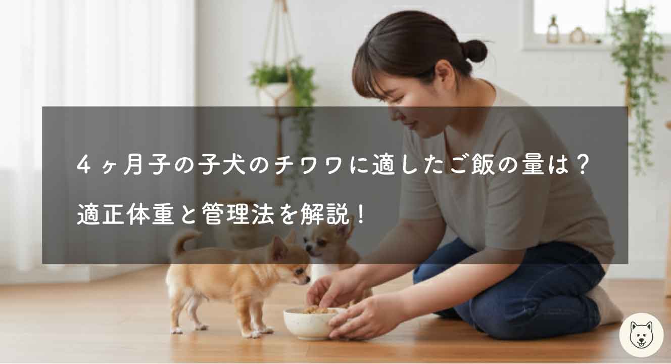 4ヶ月子の子犬のチワワに適したご飯の量は？適正体重と管理法を解説