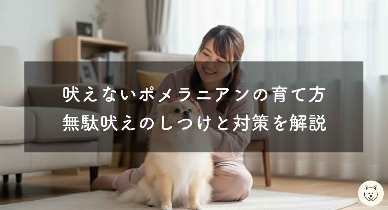 吠えないポメラニアンの育て方｜無駄吠えのしつけと対策