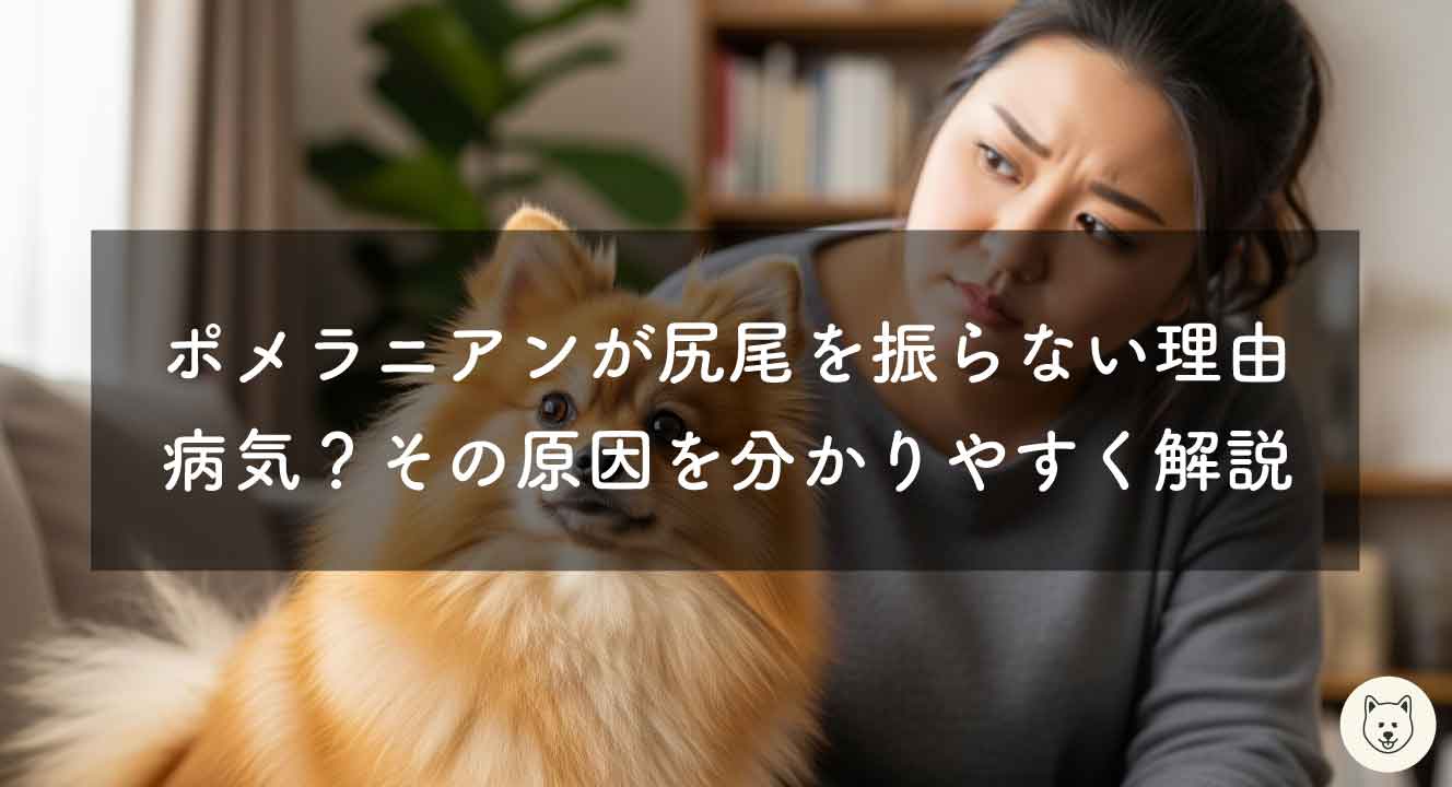 ポメラニアンが尻尾を振らない理由。病気？その原因を分かりやすく解説！