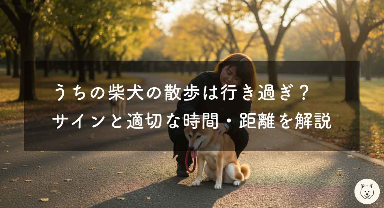 うちの柴犬の散歩は行き過ぎ？サインと適切な時間・距離を解説