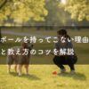 犬がボールを持ってこない理由は？原因と教え方のコツを解説