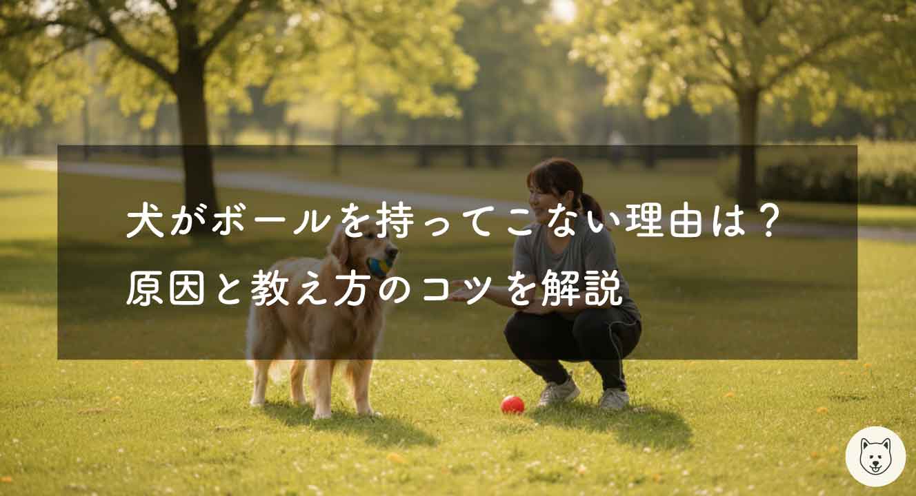 犬がボールを持ってこない理由は？原因と教え方のコツを解説