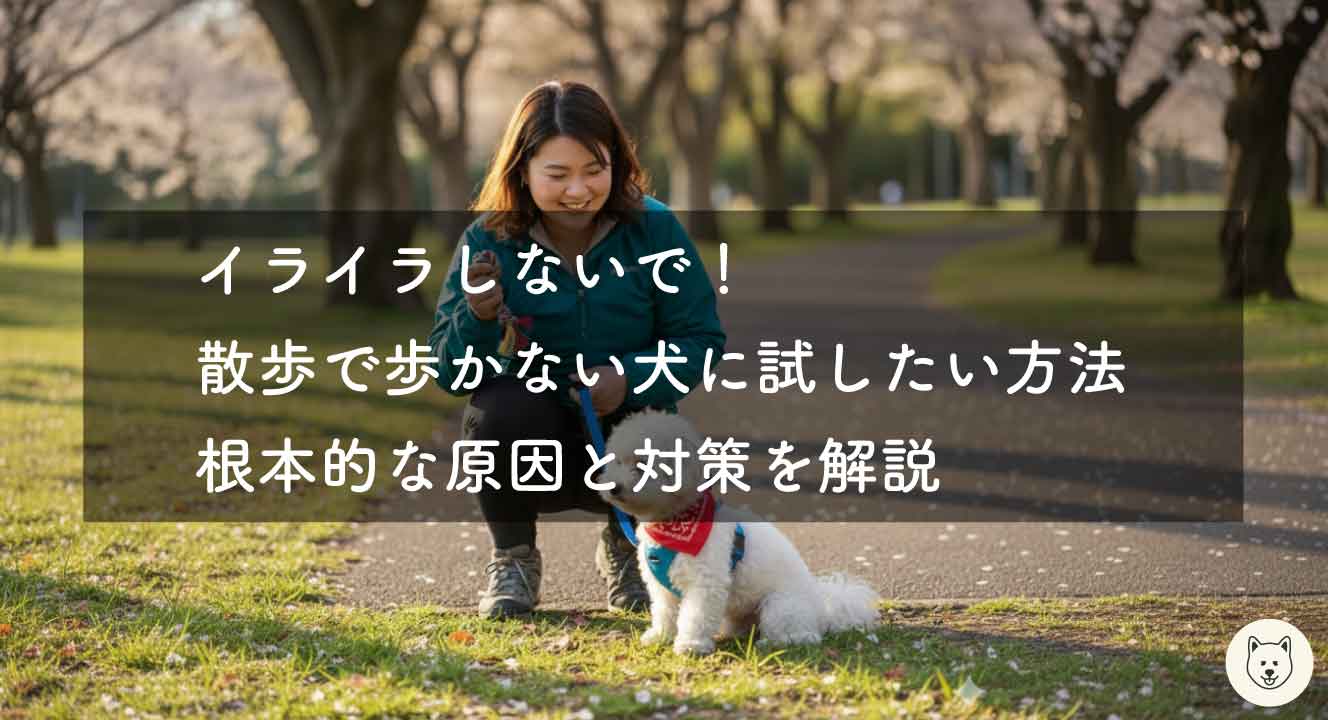 イライラしないで！散歩で歩かない犬に試したい方法｜根本的な原因と対策を解説