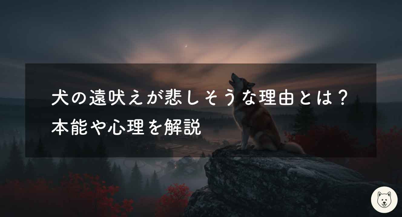犬の遠吠えが悲しそうな理由とは？原因と対策を解説