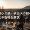 忠誠心が強い秋田犬の飼い方｜歴史や性格を解説