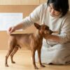 犬種標準で定められた理想の大きさとスタンダード