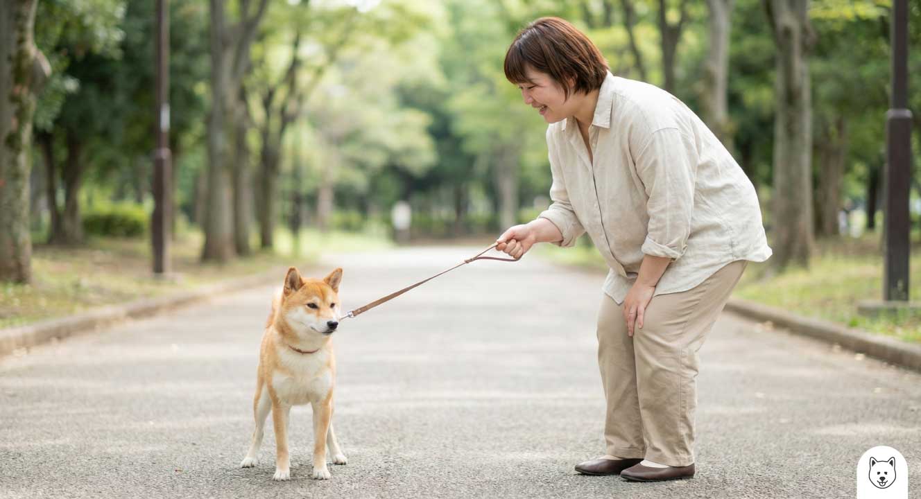 散歩を拒否する柴犬の2歳とリーダーウォークの基本