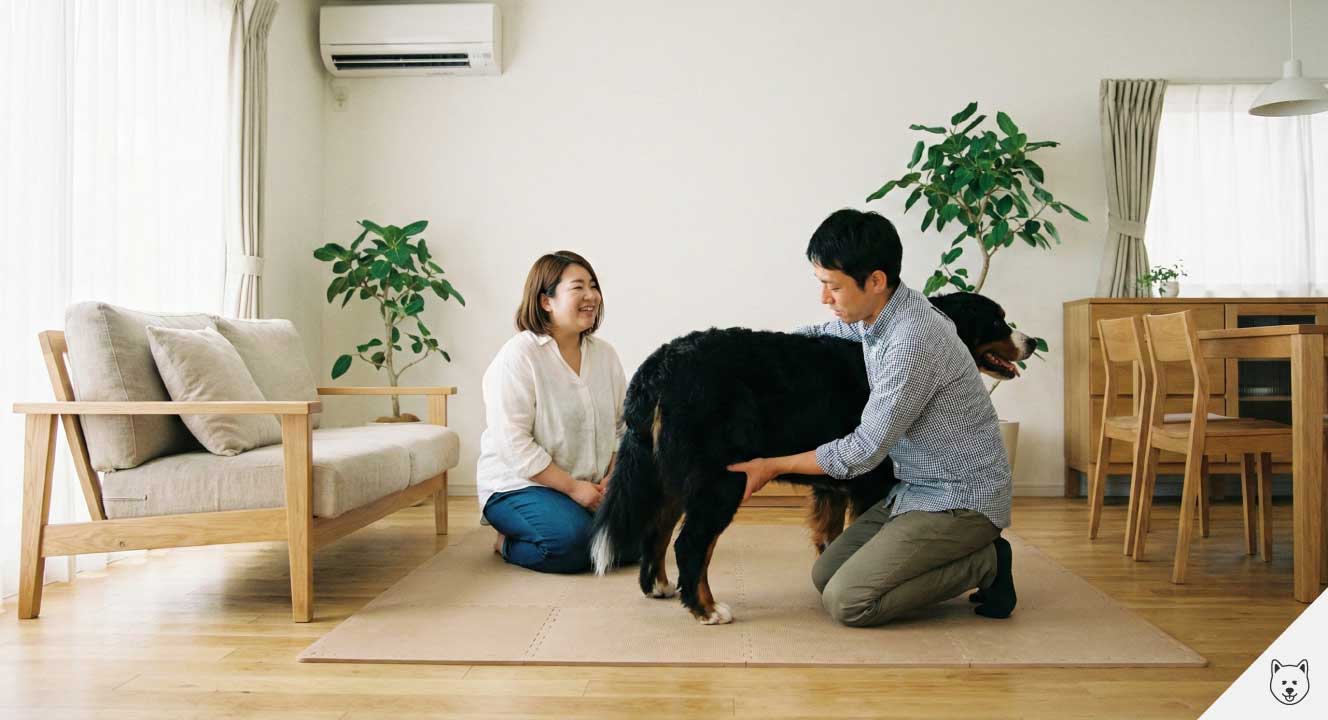 バーニーズマウンテンドッグのブリーダーが教える健康管理