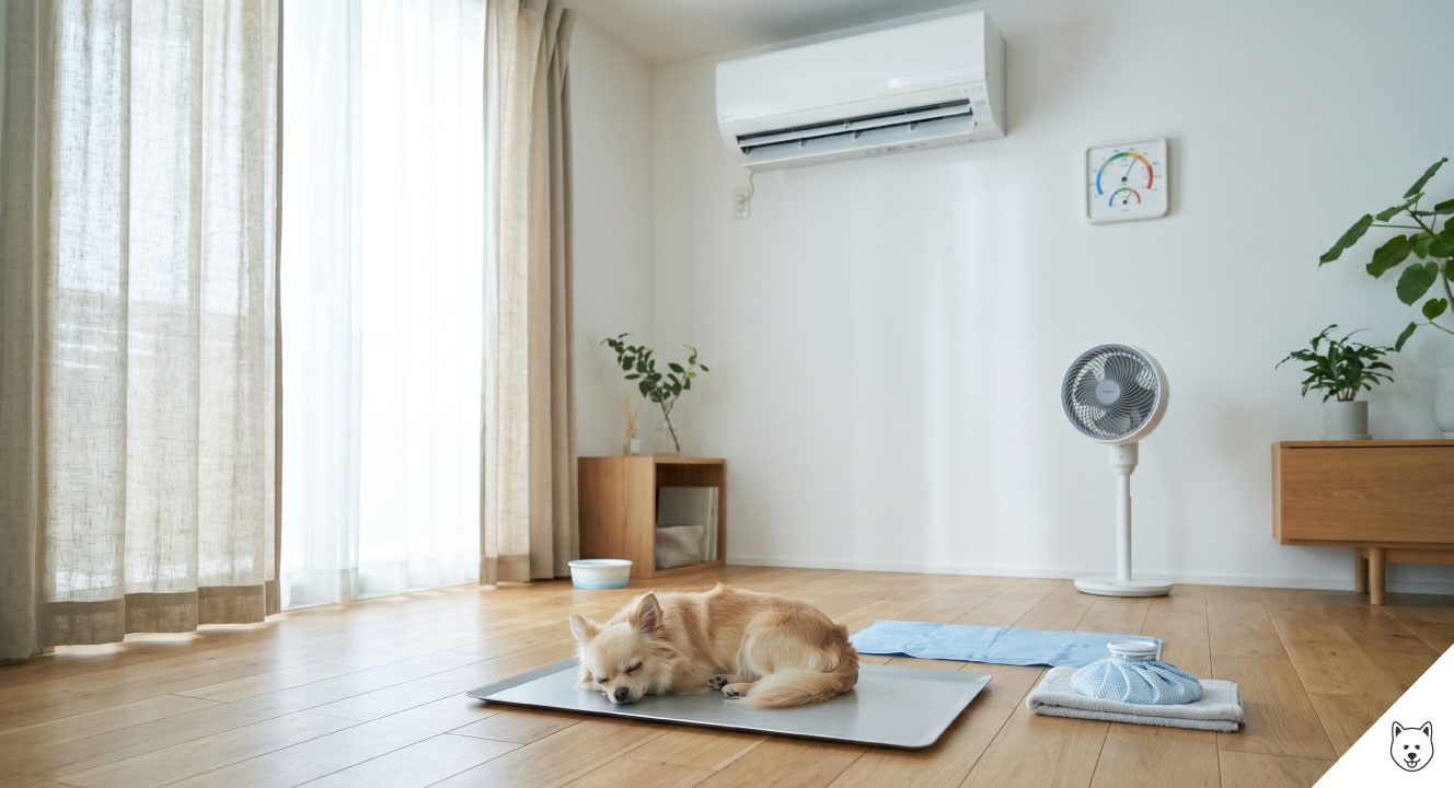 チワワの留守番時のエアコンと室温・湿度の目安