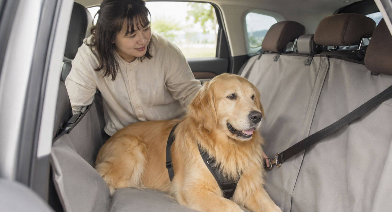 大型犬の車の乗せ方｜安全な固定と車酔い対策