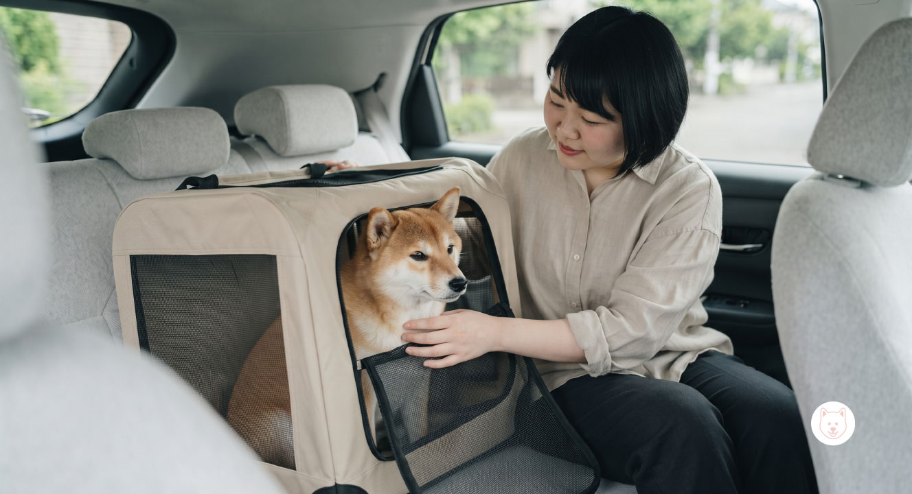 犬が車で震える原因は？車酔い以外の対処法も解説