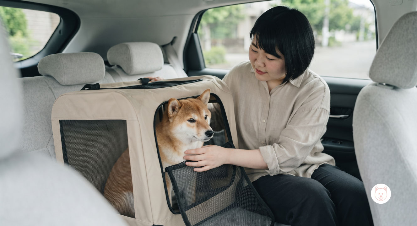 車酔いしやすい犬種の特徴は？症状と対策を解説